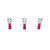 Lattaliitin naaras 100kpl