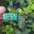 2S-harjaton ESC-ohjain RC-lentokoneeseen