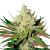 Amnesia Haze Feminisoidut siemenet 50kpl