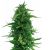 OG Kush Feminisoidut siemenet 50kpl