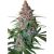 Critical Purple Feminisoidut siemenet 50kpl