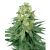 White Widow Feminisoidut siemenet 50kpl